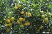 柑橘高接種植技術(shù)_我親戚在吉安有一個200畝果園