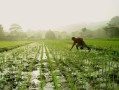 沃柑種植株距多少米好（沃柑栽苗技術(shù)）