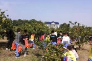 柑橘的園藝種植管理技術_什么是青見