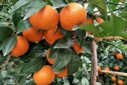 柑橘種植技術(shù)皇帝柑_皇帝柑的原產(chǎn)地是什么地方
