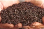 柑橘專(zhuān)用肥種植技術(shù)_柑橘滴灌水肥一體化用哪些肥料更合適 柑橘專(zhuān)用肥種植技術(shù)_柑橘滴灌水肥一體化用哪些肥料更合適