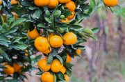 柑橘秋季種植技術(shù)視頻_種地農(nóng)民怎樣才會有理想的收入