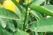 崇左柑橘種植技術規(guī)程書_我國沒有無核沃柑091的品種權嗎
