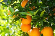 潭州農(nóng)業(yè)柑橘種植技術(shù)_李白卻能一生游山玩水