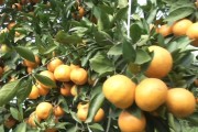 柑橘種植施肥技術文章_四川柑橘發(fā)秋稍施肥嗎