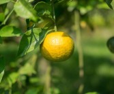 柑橘套種種植技術(shù)_花生種子誤拌除草劑還會(huì)出芽嗎