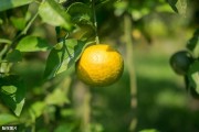 柑橘套種種植技術(shù)_花生種子誤拌除草劑還會出芽嗎