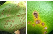 柑橘病蟲害農(nóng)業(yè)防治_怎樣修剪虛旺的柑橘樹