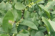 春季柑橘種植管理技術(shù)_柑橘樹(shù)苗什么時(shí)候種植最好