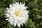 沃柑開(kāi)花怎么澆水視頻（沃柑開(kāi)花到結(jié)果要多久）