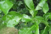 夏季柑橘病蟲害防治技術(shù)_下午高溫時柑橘可灌水嗎