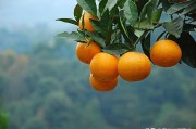 柑橘休眠期病蟲(chóng)害_梨園防凍需要什么措施