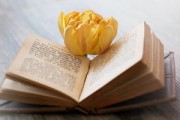 老桔樹移植技術(shù)（桔樹移植時(shí)間）