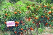 紅美人柑橘品種簡介及圖片_紅美人與明日見品質(zhì)哪個(gè)好