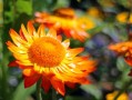 柑橘套袋幾天發(fā)芽（柑橘套袋幾天發(fā)芽?。? class=