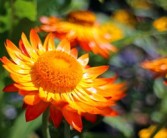 柑橘套袋幾天發(fā)芽（柑橘套袋幾天發(fā)芽?。? title=