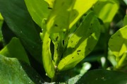 柑橘冬季種植管理技術(shù)視頻_楊奶柑盆截樹(shù)冬季怎樣管理一