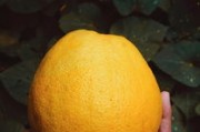早熟柑橘品種陽光一號(hào)：優(yōu)質(zhì)特性與高效栽培技術(shù)解析