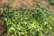 盆景柑橘種植技術_沃柑適合盆栽嗎
