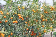 柑橘保果種植技術(shù)_紫桔樹種植方法