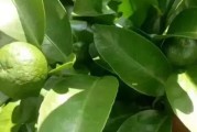 柑橘鳳蝶樹種植技術_玉帶翠鳳蝶養(yǎng)殖