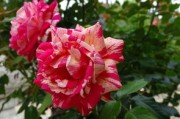 沃柑開(kāi)花期怎么修剪枝條（沃柑開(kāi)花期怎么修剪枝條視頻）