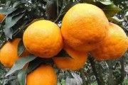 越冬柑橘品種種植技術(shù)_山東能種橘子嗎