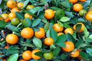 柑橘科學(xué)種植技術(shù)_901無(wú)核沃柑種植技術(shù)