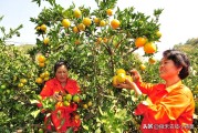 柑橘浮皮果種植技術(shù)_柑橘樹撒施磷酸二氫鉀的時(shí)間