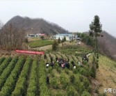 陽春柑橘種植技術(shù)價格_九里香進(jìn)入四月為什么只有老葉不見長新葉芽