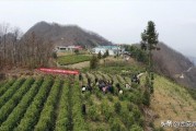 陽(yáng)春柑橘種植技術(shù)價(jià)格_九里香進(jìn)入四月為什么只有老葉不見(jiàn)長(zhǎng)新葉芽