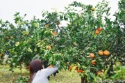 大棚柑橘的種植技術(shù)_紅美人柑橘品種優(yōu)缺點(diǎn)