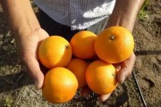 臺(tái)州紅美人柑橘種植技術(shù)_中國(guó)哪個(gè)地方的橘子最好吃