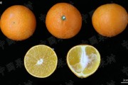 柑橘高壟種植技術(shù)_陜南這邊春季適宜種哪些蔬菜