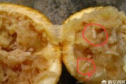 柑橘病蟲(chóng)害的防治論文_促進(jìn)卵泡發(fā)育的水果有哪些