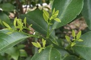 柑橘種植技術(shù)與方法_潭州農(nóng)業(yè)柑橘栽培技術(shù)
