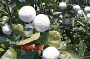 9月份柑橘病蟲(chóng)害的防治_怎樣才能徹底干掉柑橘紅蜘蛛 9月份柑橘病蟲(chóng)害的防治_怎樣才能徹底干掉柑橘紅蜘蛛