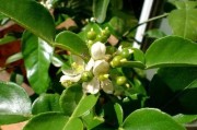 柑橘保花種植技術(shù)_如何讓柑橘又大又甜同時?；ū９尮麑嵟虼筇嵘涕倨焚|(zhì)