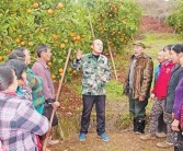 柑橘種植技術大戶_農村老家有10多畝田地