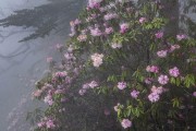 東坡柑橘的種植技術(shù)_眉山有哪些特產(chǎn) 東坡柑橘的種植技術(shù)_眉山有哪些特產(chǎn)
