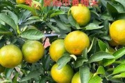 春見耙耙柑幾月開花是什么原因（春見耙耙柑寓意）
