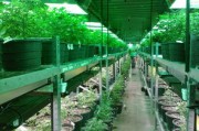 柑橘整形修剪技術(shù)要點(diǎn)與高效栽培管理實(shí)踐