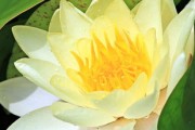 沃柑幼苗能冬剪嗎（沃柑幼苗能冬剪嗎圖片）