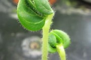 柑橘種植技術管理培訓總結（柑橘栽培技術培訓考試題）