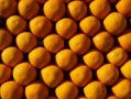 柑橘?；ū９幖雅浞剑ǜ涕俦；ū９r(nóng)藥最佳配方）