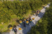 無(wú)人機(jī)柑橘種植技術(shù)_大疆植保效果詳細(xì)介紹