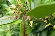 柑橘病蟲害防治技術(shù)圖片_葉子底下花和落葉