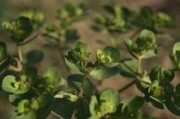 晚熟柑種植技術（晚熟柑種植技術與管理）