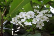 柑橘最好的種植技術(shù)_種植柑桔技術(shù)制水是什么意思