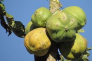 橘子苗種植技術(shù)管理方案（橘子苗種植技術(shù)管理方案及措施）